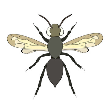 vector, isolated, beetle with wings
