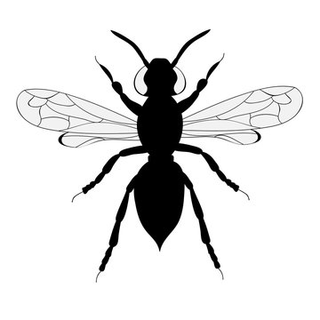 isolated, beetle silhouette black and white