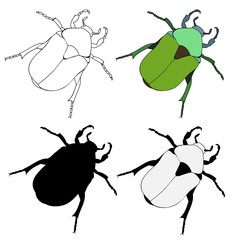 vector, isolated, beetle green set