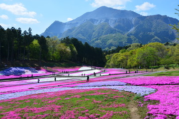 埼玉県の羊山公園の芝桜