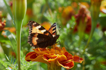 flowers field summer nature insects butterflies solar flower beds landscape design