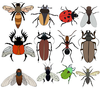 isolated, set of insects, beetles, flies