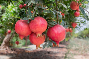 Ripe red pomegranate fruits growing on a green branch