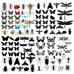set insects vector, isolated