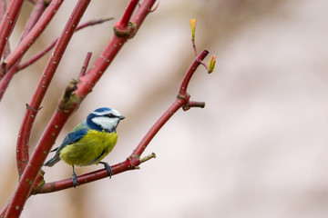 Blaumeise (Parus caeruleus) im Garten.