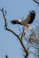 Ein Weißstorch (Ciconia ciconia) auf einem abgestorbenen Baumstamm im Frühling im Naturschutzgebiet Mönchbruch bei Frankfurt, Deutschland.