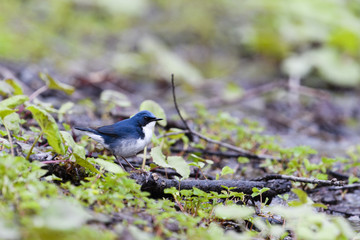 コルリ雄(Siberian blue robin)