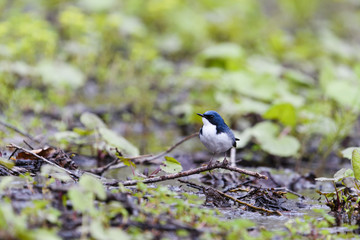 コルリ雄(Siberian blue robin)