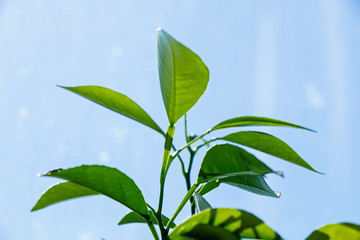 Green small young plant stands on a windowsill in a house against a blue sky
