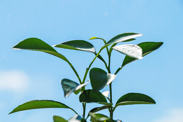 Green small young plant stands on a windowsill in a house against a blue sky