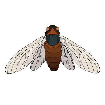 brown insect with transparent wings clip art preview