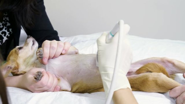 Medical scan. Domestic chihuahua dog is on ultrasound diagnosis in a veterinary clinic. 4K