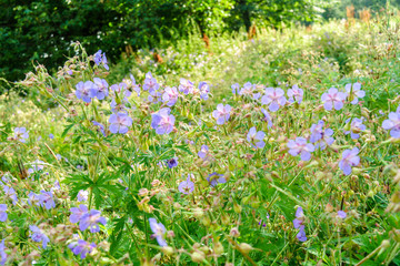 Beautiful flower of Meadow geranium. Geranium pratense