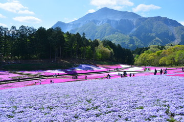 埼玉県の羊山公園の芝桜