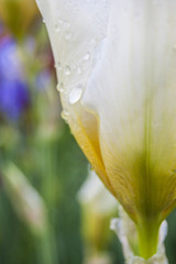 Gladiolus washed with dew, white