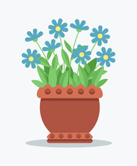 House Plant with Tender Blue Blossom in Clay Pot