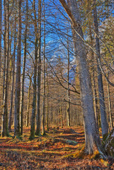 Winterwald Sonnenlicht