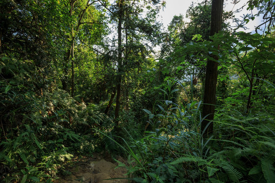 Fototapeta Tropical green forest landscape in summer