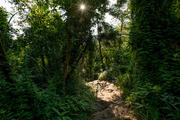 Trail in tropical green forest with ray of sunrise light
