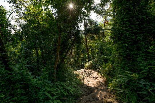 Fototapeta Trail in tropical green forest with ray of sunrise light