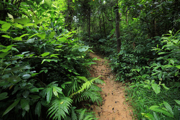 Fototapeta premium Tropical asian jungle after rain in summer