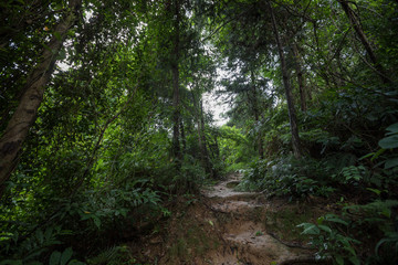 Tropical green forest landscape in summer