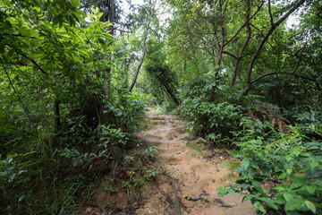 Fototapeta na wymiar Tropical green forest landscape in summer