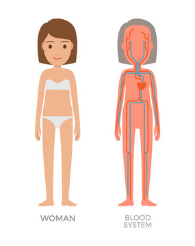 Blood Woman System Educational Vector Illustration