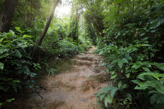 Fototapeta Tropical asian jungle after rain in summer