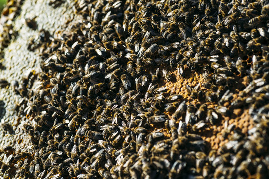 Honeybee swarm