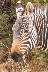 Zebra