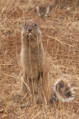 Ground Squirrel