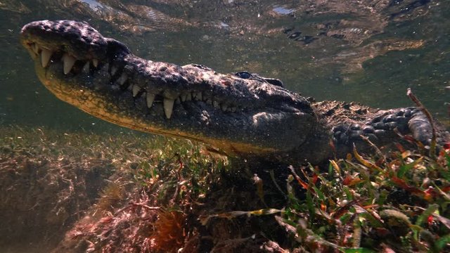 Extreme 4k UHD closeup shot of an american saltwater crocodile in ocean water, waiting for a prey underwater, wildlife nature at shallow depth, a predator in ocean