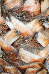 Texture of palm's stem.