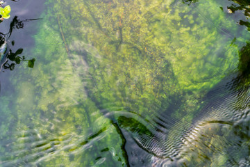 Seaweed in the water hot spring.