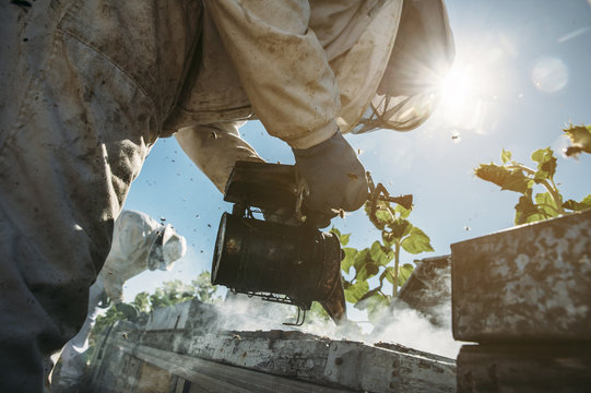 Beekeeper working collect honey