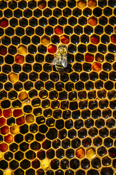 Close up of honeybee on honeycomb
