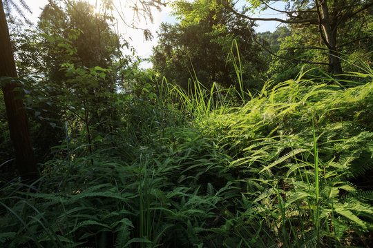 Fototapeta Sunrise in tropical green forest landscape in summer