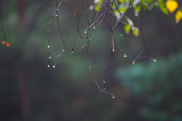 Rain droplets on branch