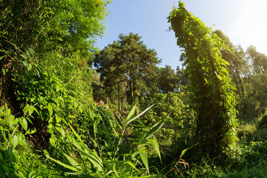Fototapeta Sunrise in tropical green forest landscape in summer
