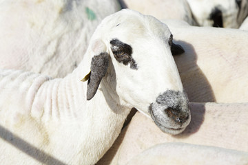 Flock of sheep of the churra breed (an ancient Iberian breed from Castile and Leon, Spain)