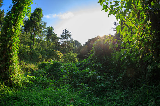 Sunrise in tropical green forest landscape in summer