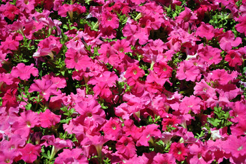 Petunia grandiflora pink flowers, top view background