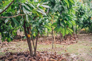 Cacao Tree. Organic cocoa fruit pods in nature. Theobroma cacao.