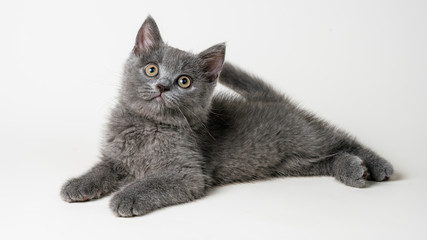 british shorthair kitten