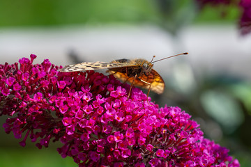 Perlmutterfalter auf Sommerfliederblüte