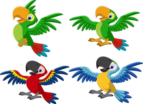 Cartoon macaw collection set