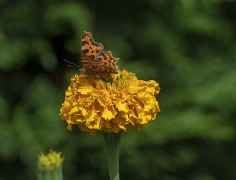 Tagetes erecta. Roses d'Inde parente de l'oeillet d'Inde