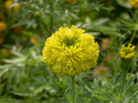 Tagetes erecta. Roses d'Inde parente de l'oeillet d'Inde