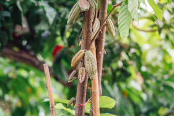 Cacao Tree. Organic cocoa fruit pods in nature. Theobroma cacao.